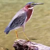 Green Heron Birds Diamond Painting