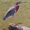 Green Heron Birds Diamond Painting