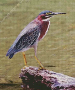 Green Heron Birds Diamond Painting