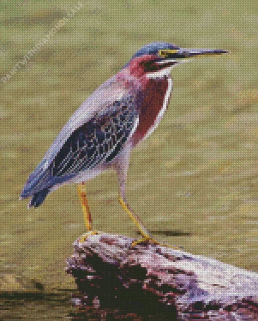 Green Heron Birds Diamond Painting