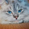 Grey Persian Cat Blue Eyes Diamond Painting