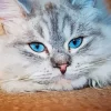 Grey Persian Cat Blue Eyes Diamond Painting