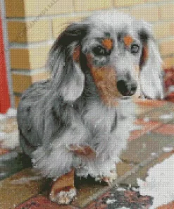 Grey Spotted Dachshund Diamond Painting