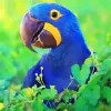 Hyacinth Macaw Diamond Painting