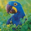 Hyacinth Macaw Diamond Painting