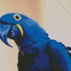 Hyacinth Macaw Bird Diamond Painting