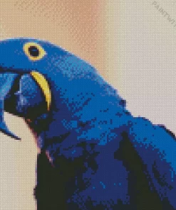 Hyacinth Macaw Bird Diamond Painting