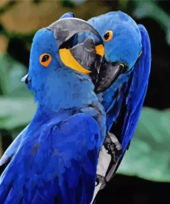 Hycanith Macaw Couple Diamond Painting