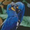 Hycanith Macaw Couple Diamond Painting