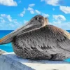 Juvenile Brown Pelican Diamond Painting