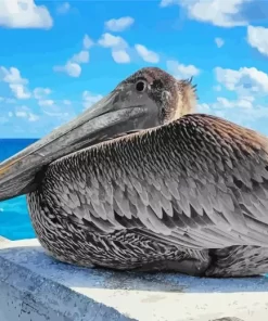 Juvenile Brown Pelican Diamond Painting