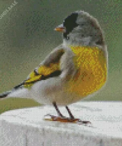 Lawrence Goldfinch Diamond Painting