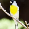 Lawrences Goldfinch Diamond Painting