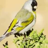 Lawrences Goldfinch Bird Diamond Painting