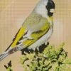 Lawrences Goldfinch Bird Diamond Painting