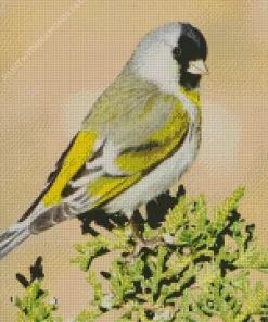 Lawrences Goldfinch Bird Diamond Painting