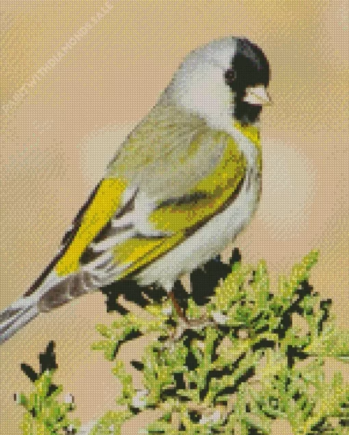 Lawrences Goldfinch Bird Diamond Painting