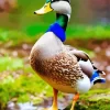 Mallard Duck Diamond Painting