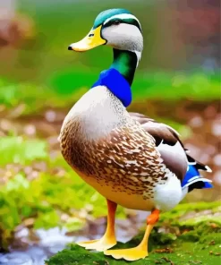 Mallard Duck Diamond Painting