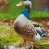 Mallard Duck Diamond Painting