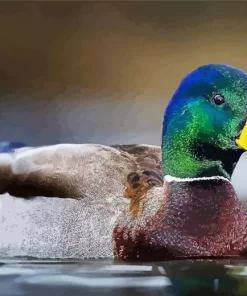 Mallard Duck Closeup Diamond Painting