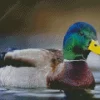 Mallard Duck Closeup Diamond Painting