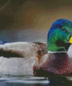 Mallard Duck Closeup Diamond Painting