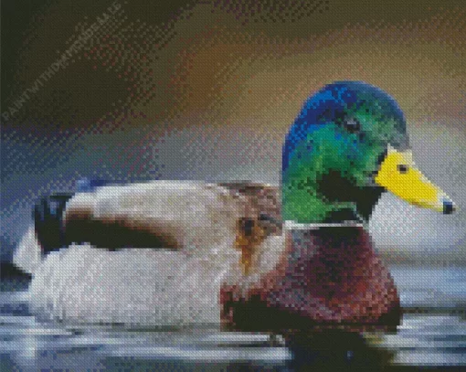 Mallard Duck Closeup Diamond Painting