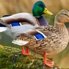 Mallard Duck Couple Diamond Painting