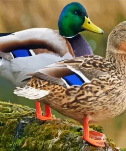 Mallard Duck Couple Diamond Painting