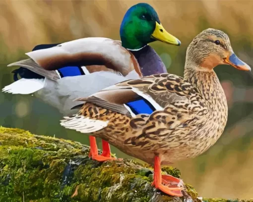 Mallard Duck Couple Diamond Painting