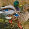 Mallard Duck Couple Diamond Painting