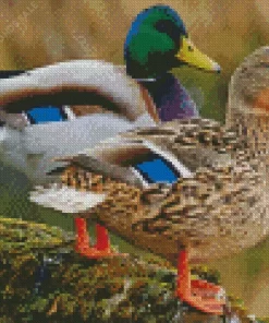 Mallard Duck Couple Diamond Painting