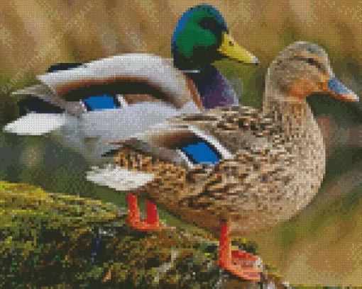 Mallard Duck Couple Diamond Painting