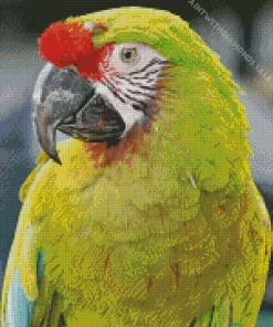 Military Macaws Diamond Painting