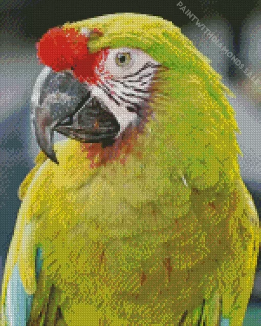 Military Macaws Diamond Painting