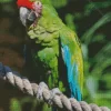 Military Macaw Diamond Painting