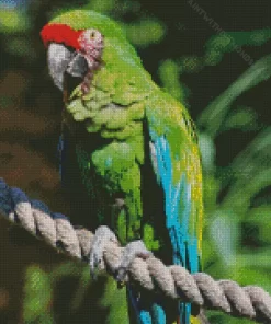 Military Macaw Diamond Painting