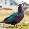 Muscovy Duck Diamond Painting