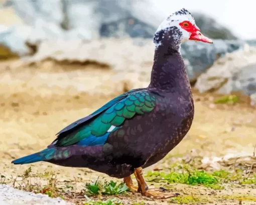 Muscovy Duck Diamond Painting