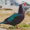 Muscovy Duck Diamond Painting