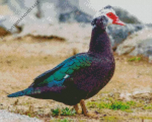 Muscovy Duck Diamond Painting