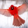 Northern Cardinal Bird Flying Diamond Painting