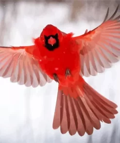 Northern Cardinal Bird Flying Diamond Painting