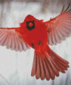 Northern Cardinal Bird Flying Diamond Painting