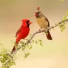 Northern Cardinal Couple Diamond Painting