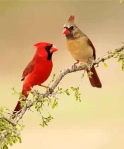 Northern Cardinal Couple Diamond Painting