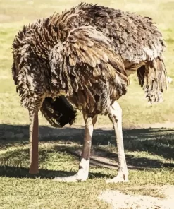 Ostrich Bury Its Head Diamond Painting