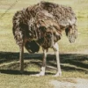 Ostrich Bury Its Head Diamond Painting