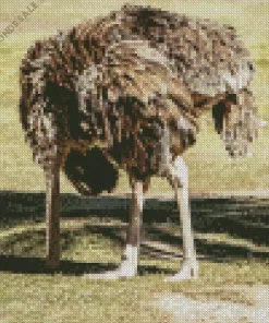 Ostrich Bury Its Head Diamond Painting